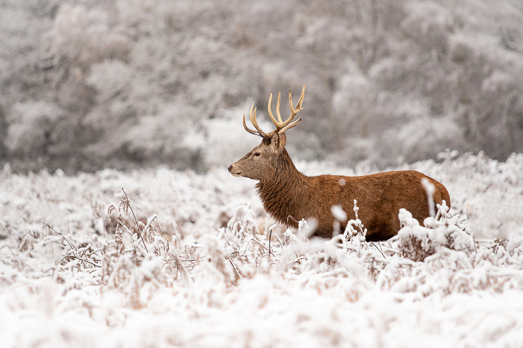 Snow scene. Red deer stag in bracken and grass with trees in the background.