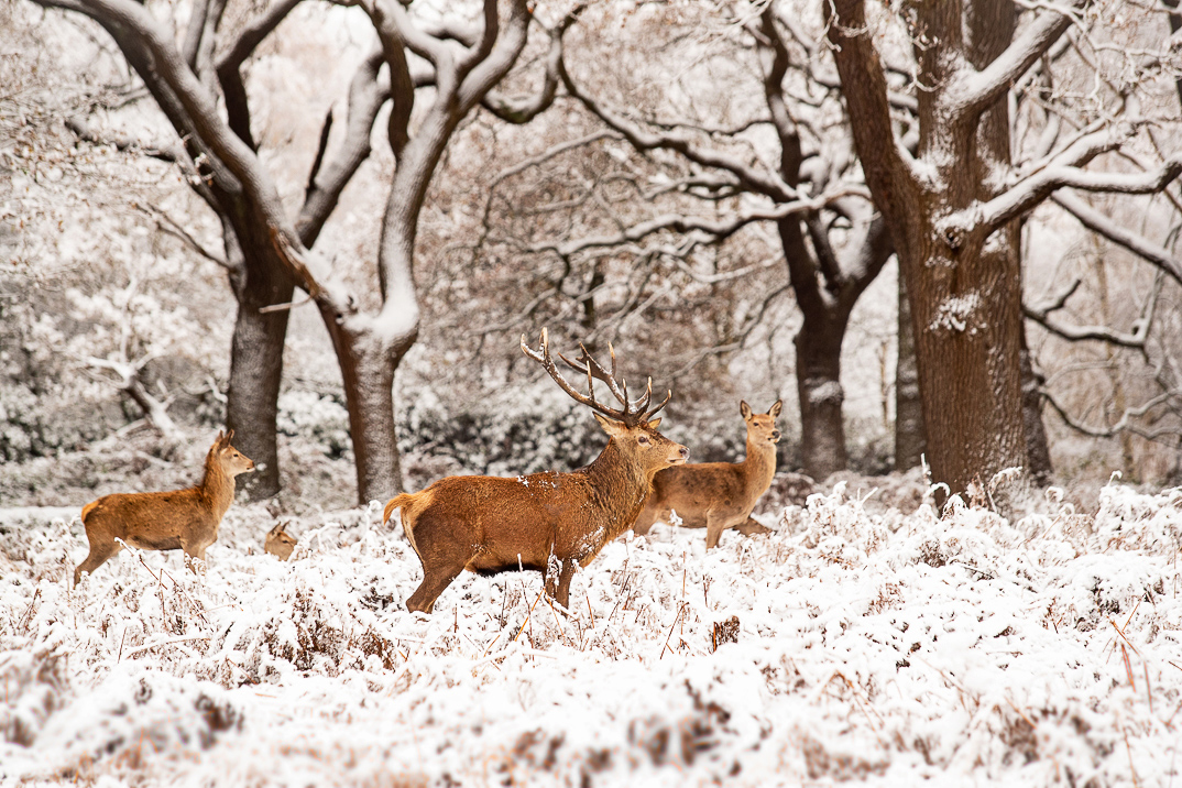 Snow scene. Four red deer stag in bracken and grass with trees in the background.
