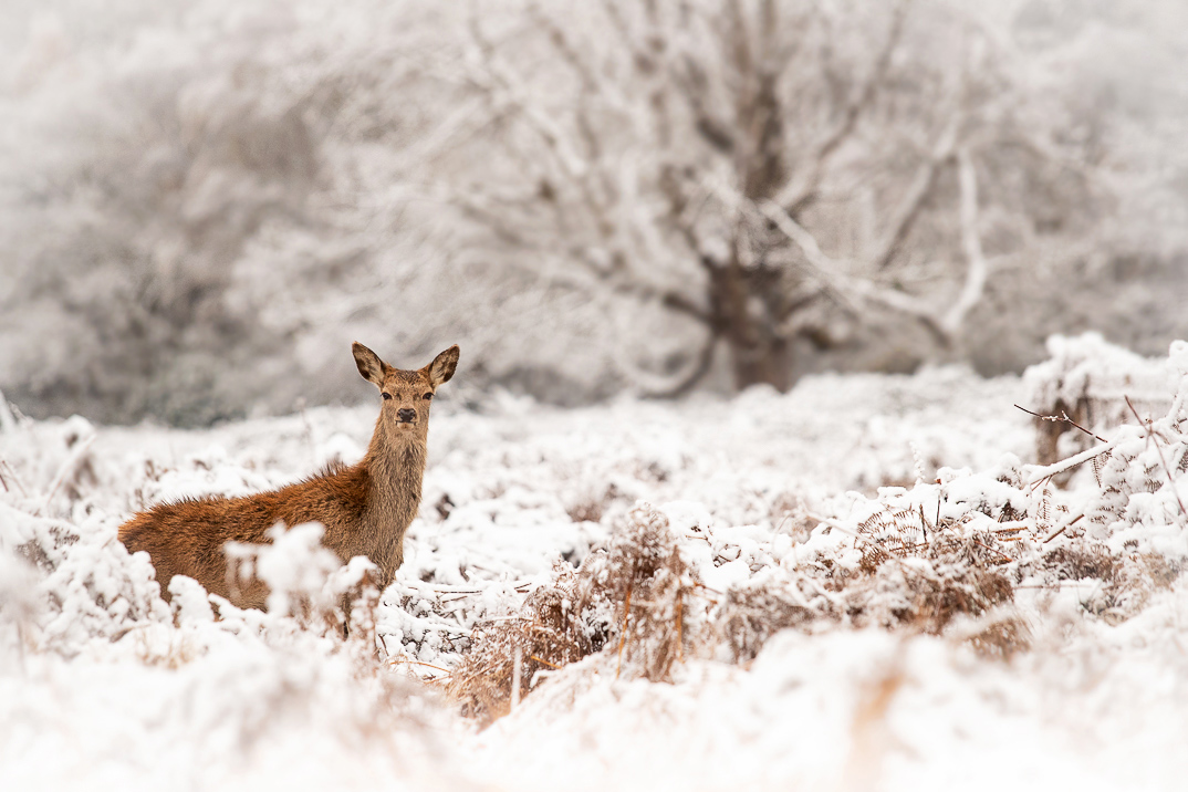 Snow scene. Red deer in bracken with trees in the background.