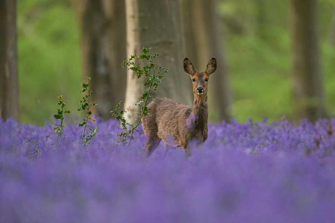 Roe deer in bluebells