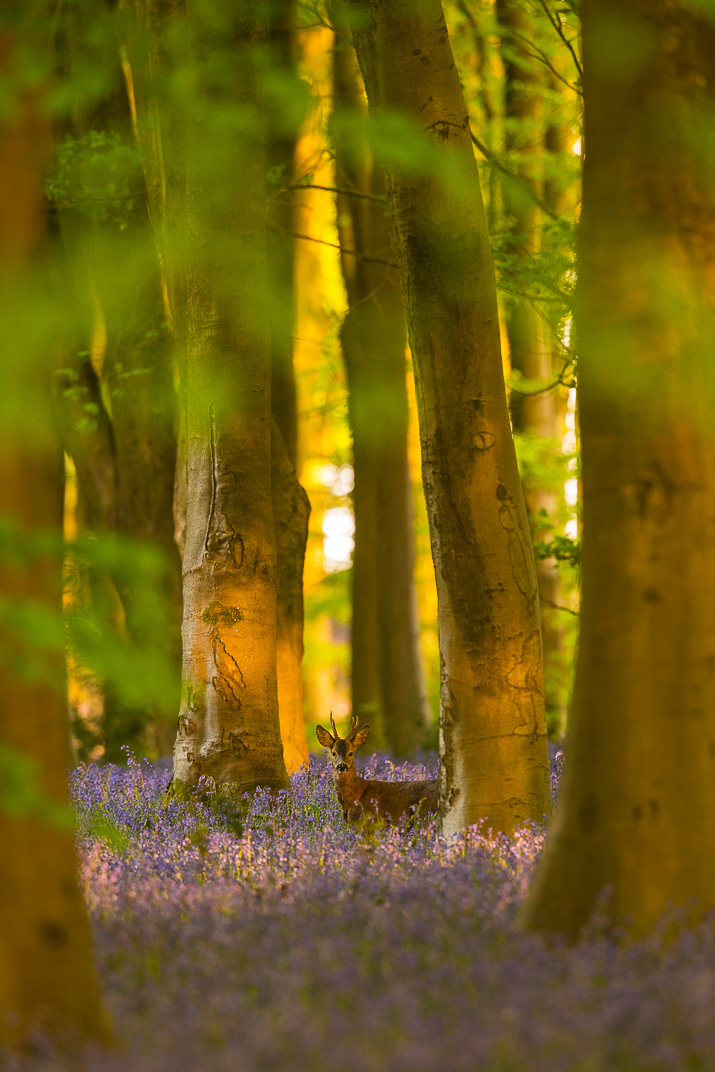 Small in the frame roe deer in bluebells with trees in the background with last light shining through.