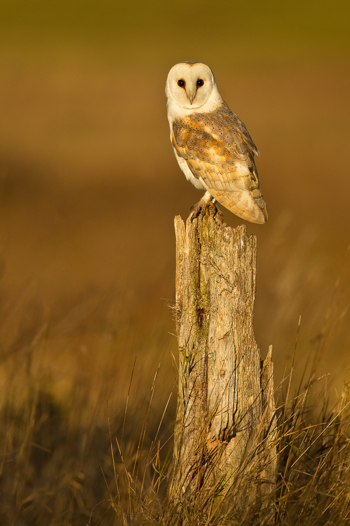 Barn owl on a post