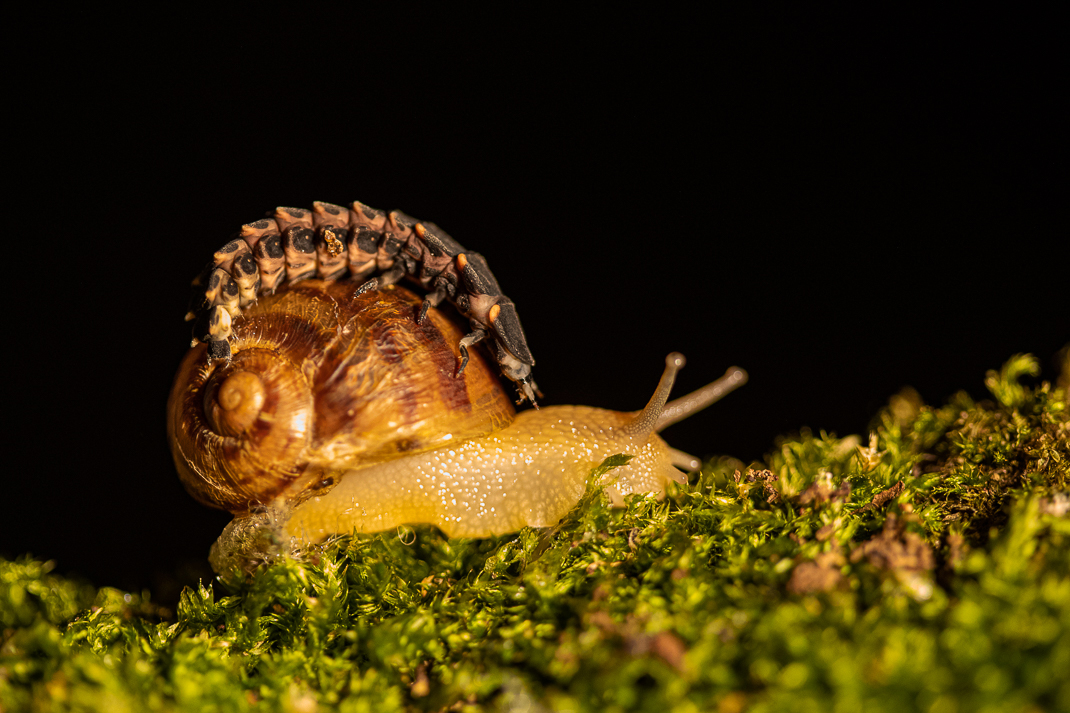 Glow-worm on a snail