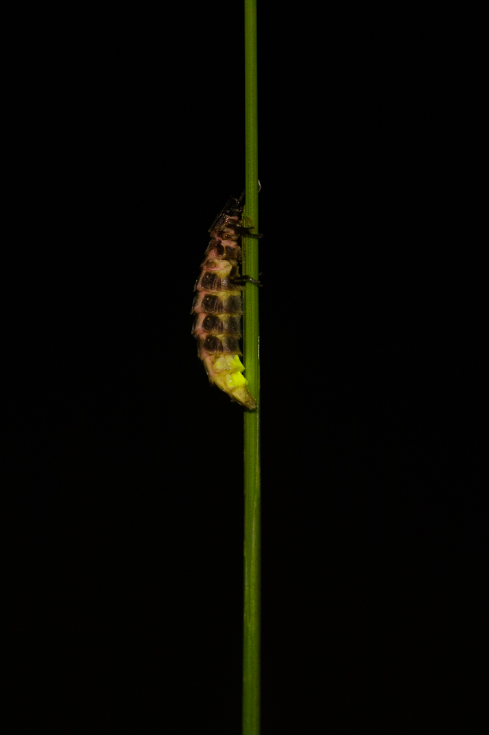 Glow-worm on a green stem on a black background