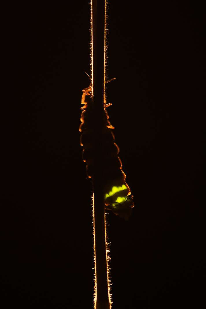 Glow-worm on a stem, backlit
