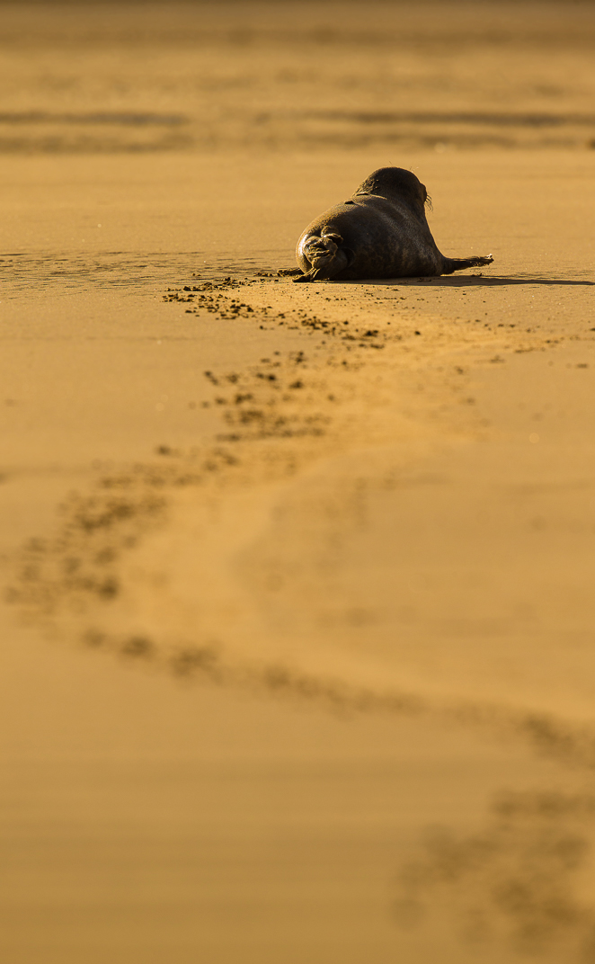 Grey seal moving away and its track