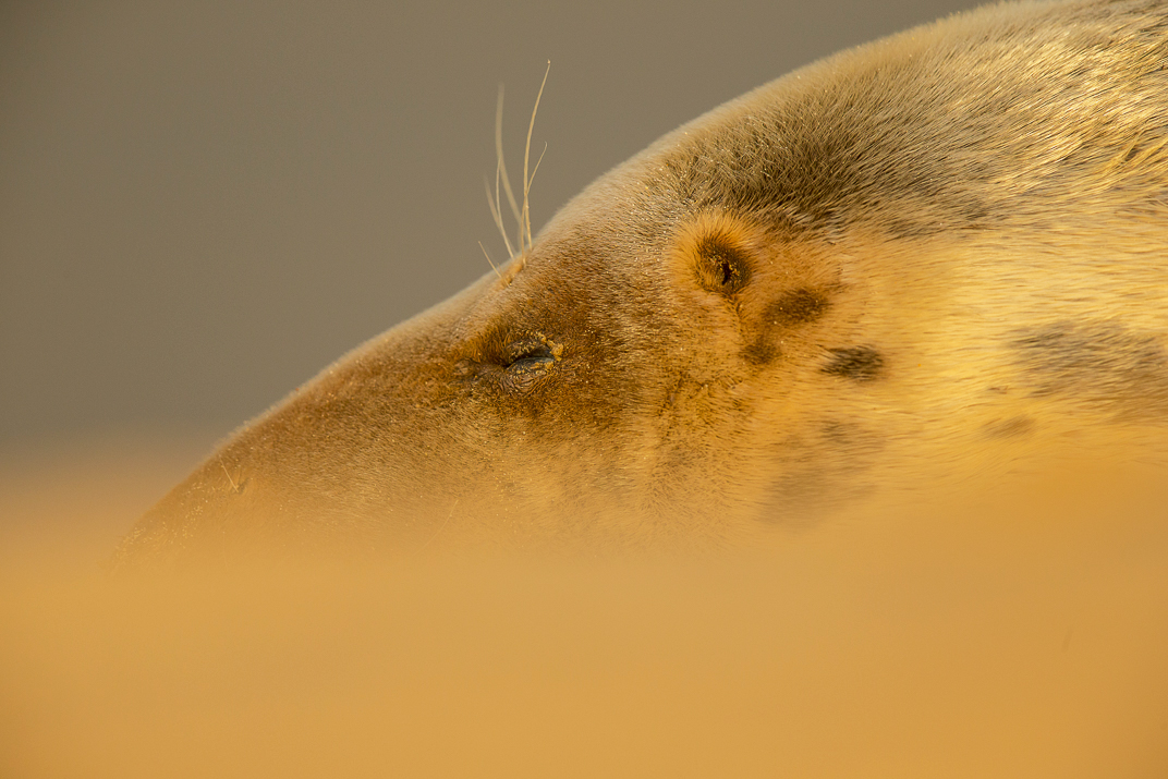 Close up of an adult grey seal head, in profile