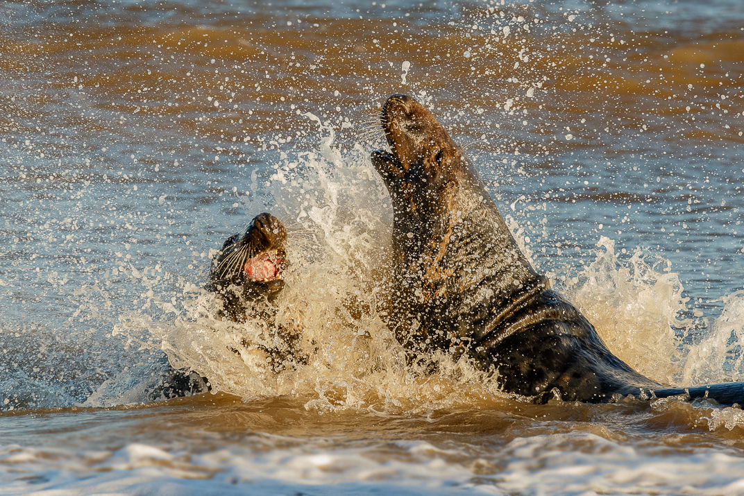 Two grey seals splashing