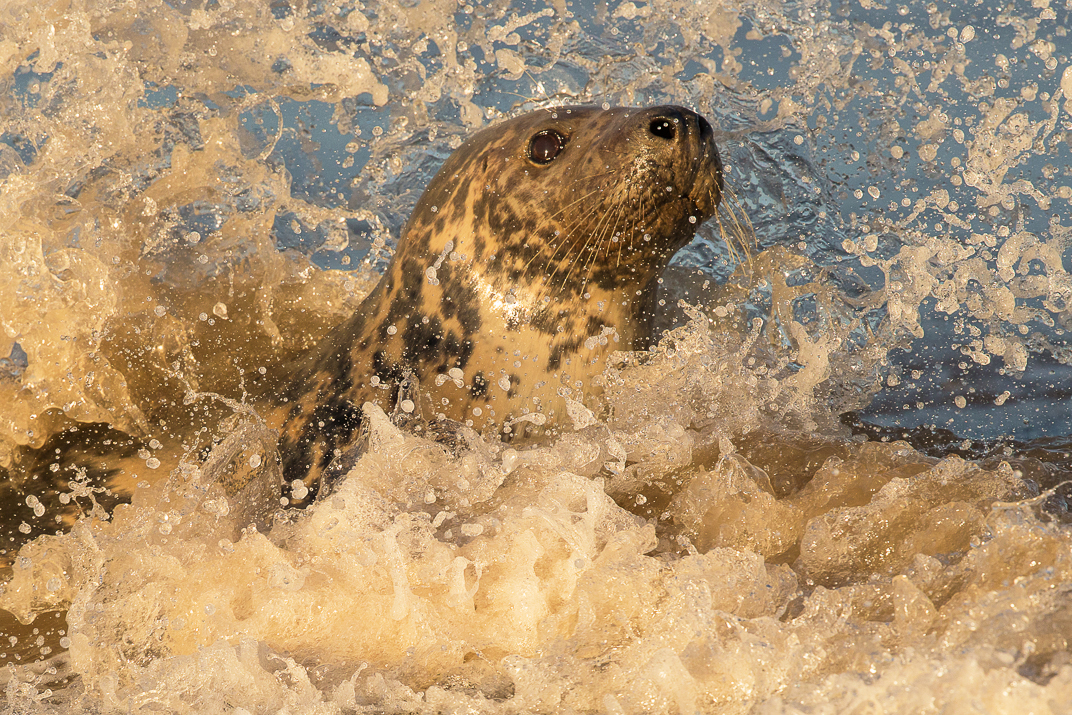 Grey seal splashing