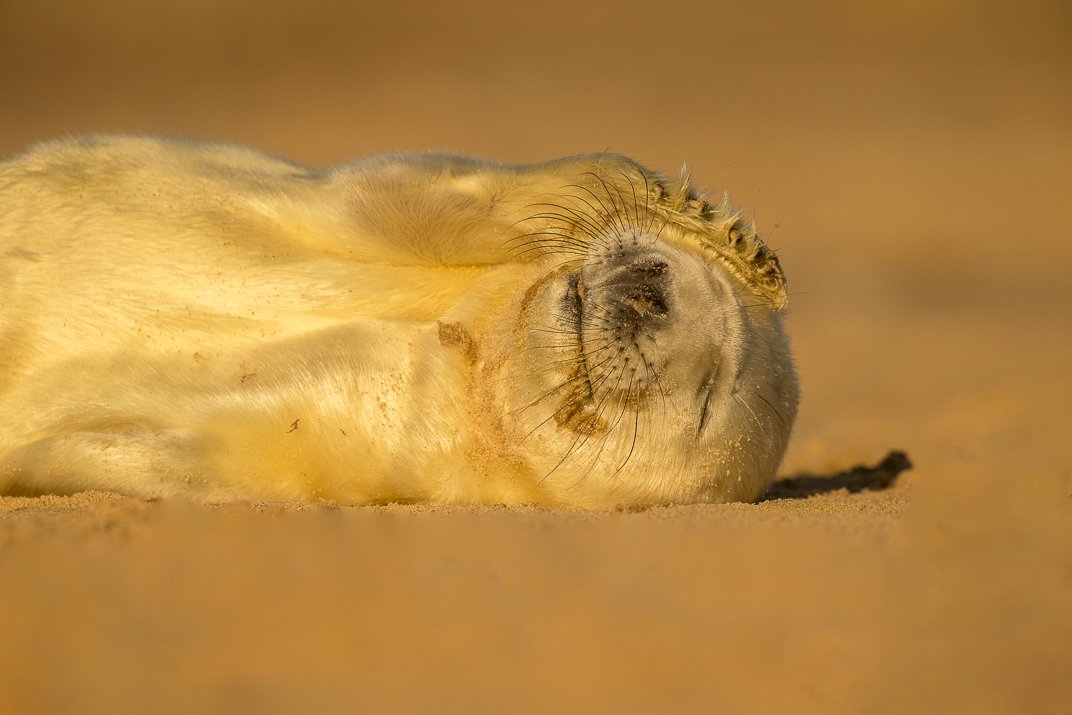 Grey seal pup laying on its side with a flipper on its head.