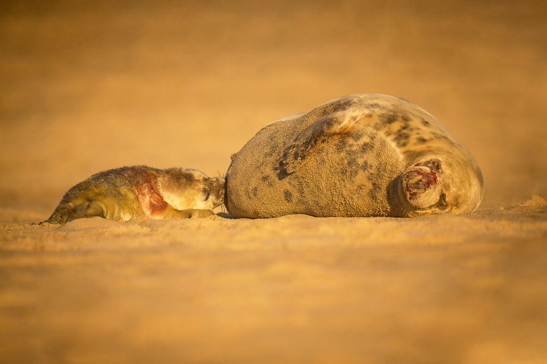 Newly born grey seal pup suckling its mother