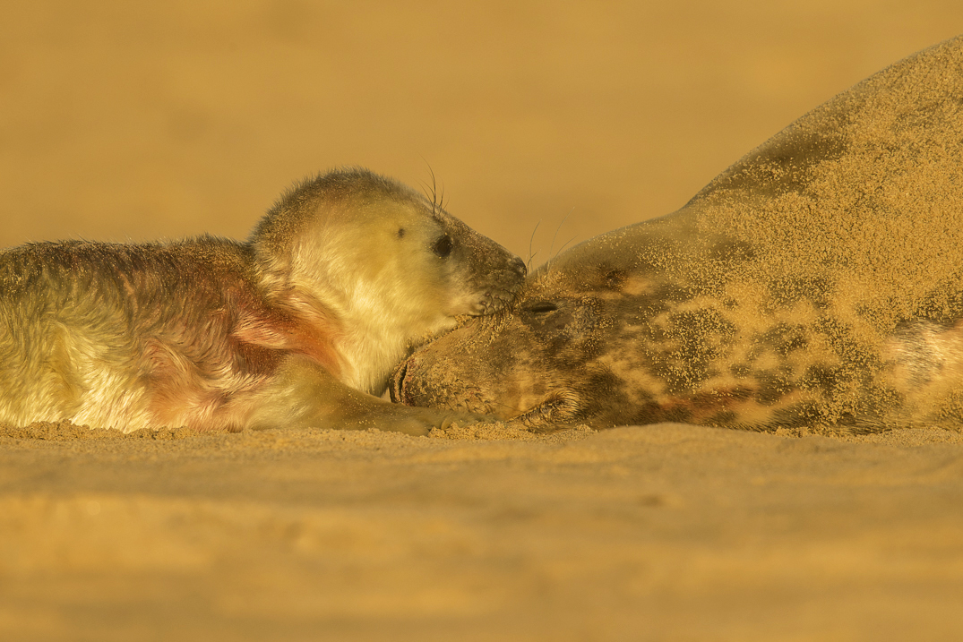 Newly born grey seal pup and mother
