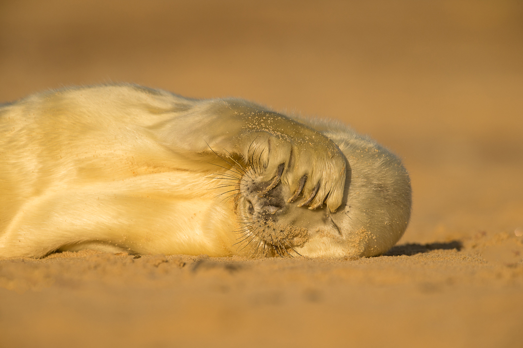 Grey seal pup laying on its side with a flipper on its eyes