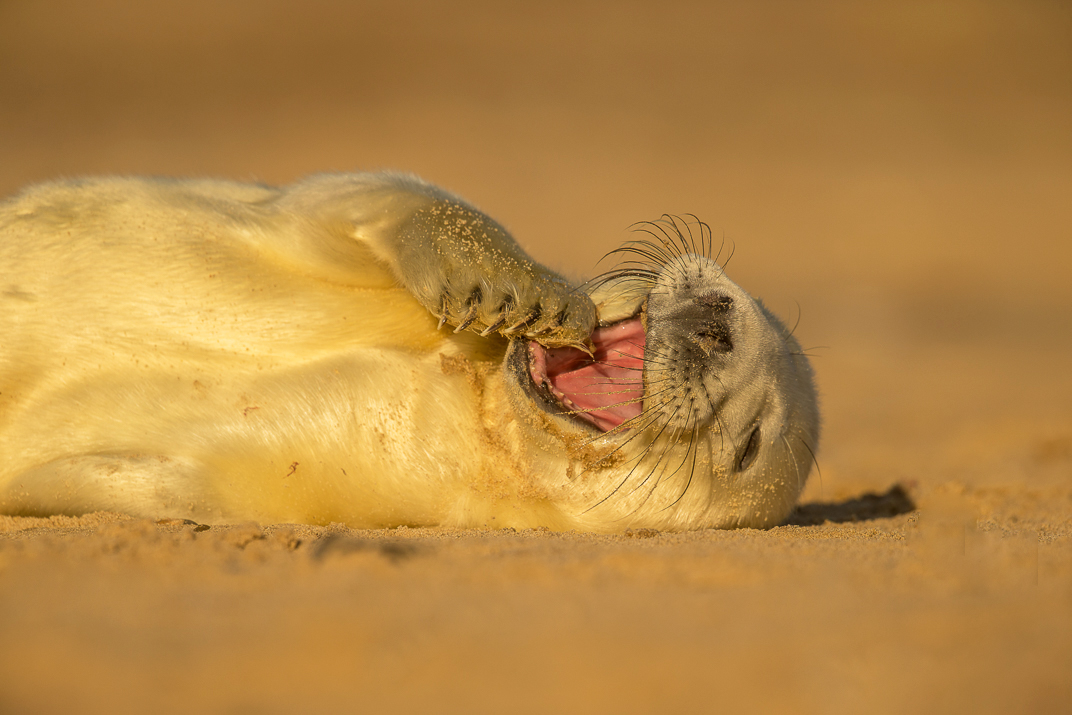 Grey seal pup yawning