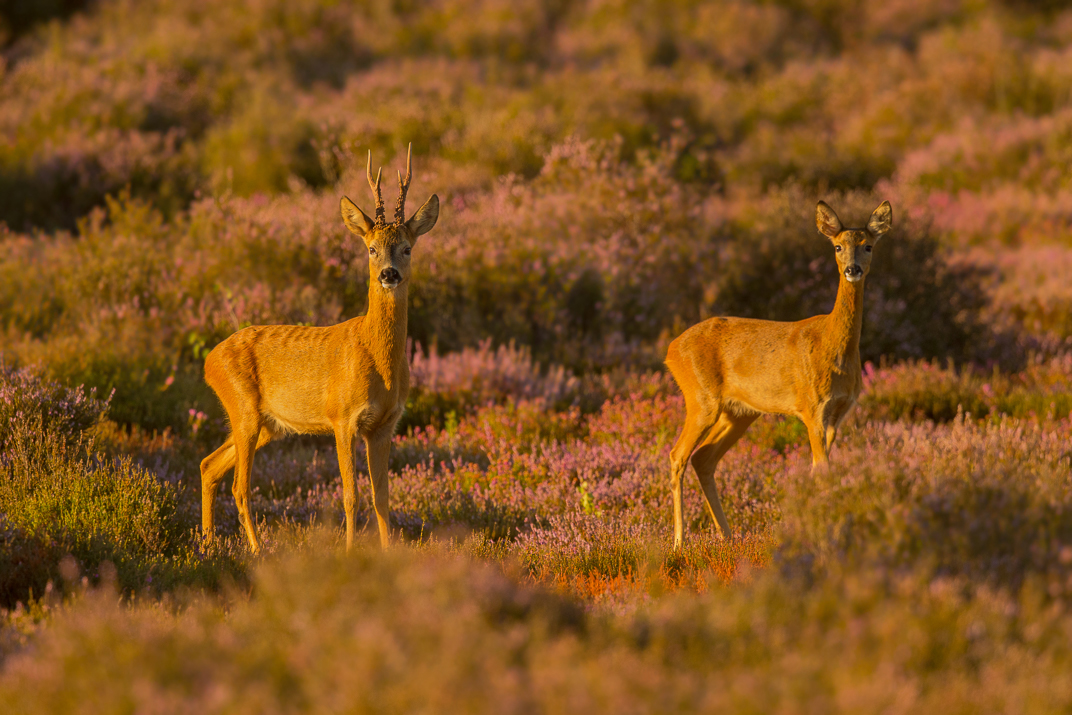 Roe deer doe and buck in heather