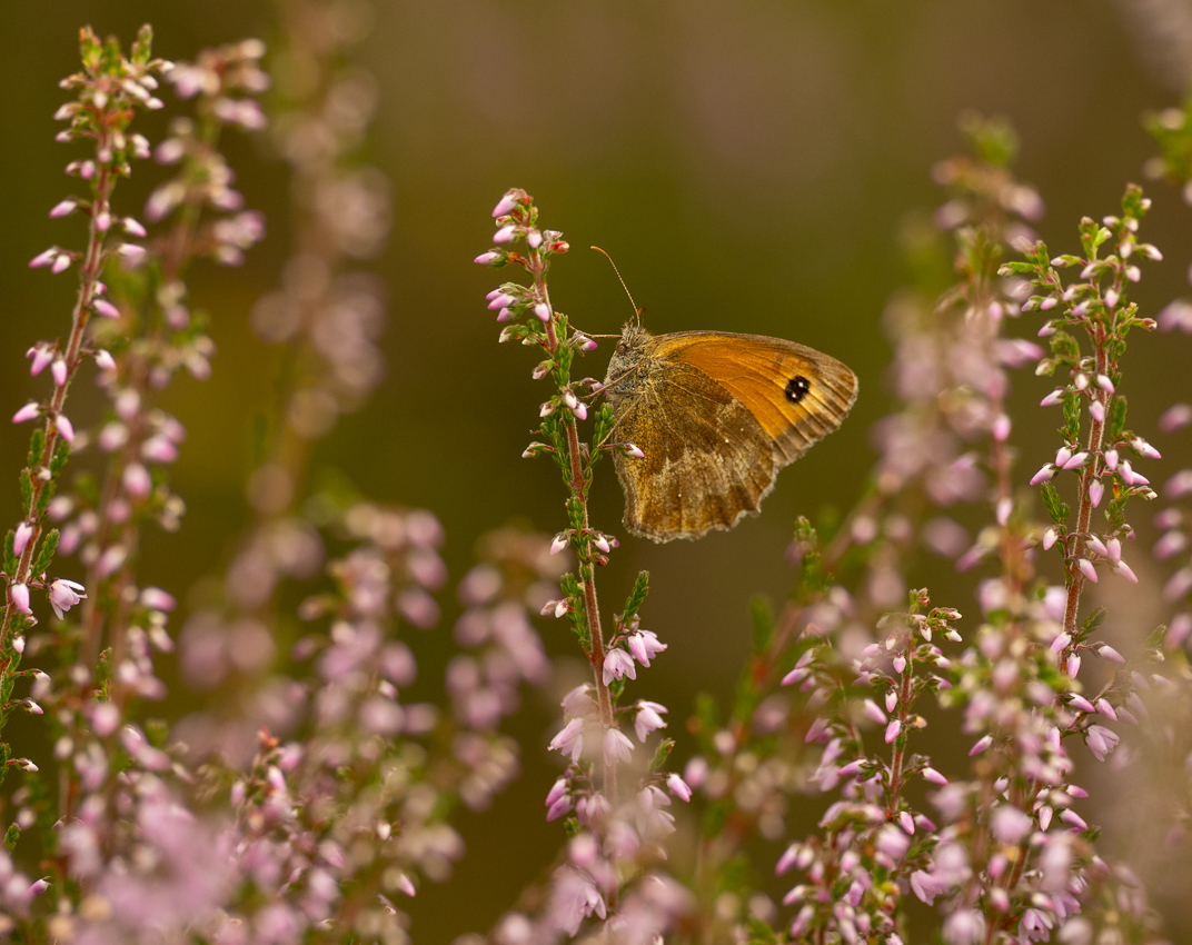 Gatekeeper butterfly on heather