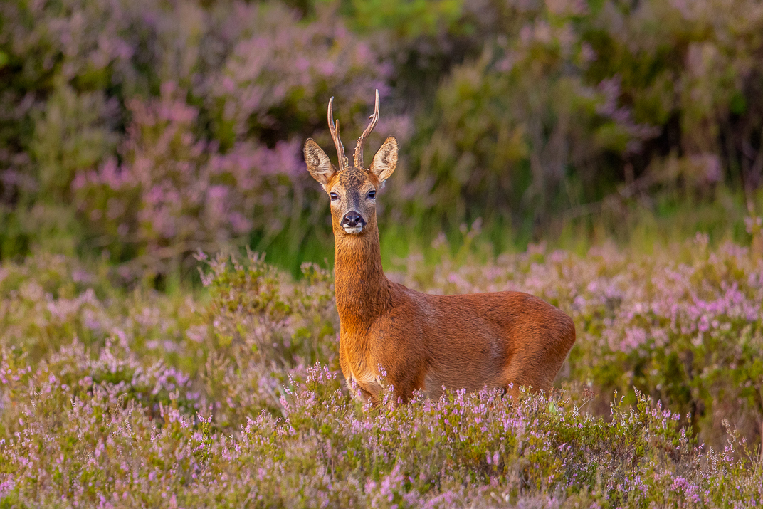 Roe deer in heather