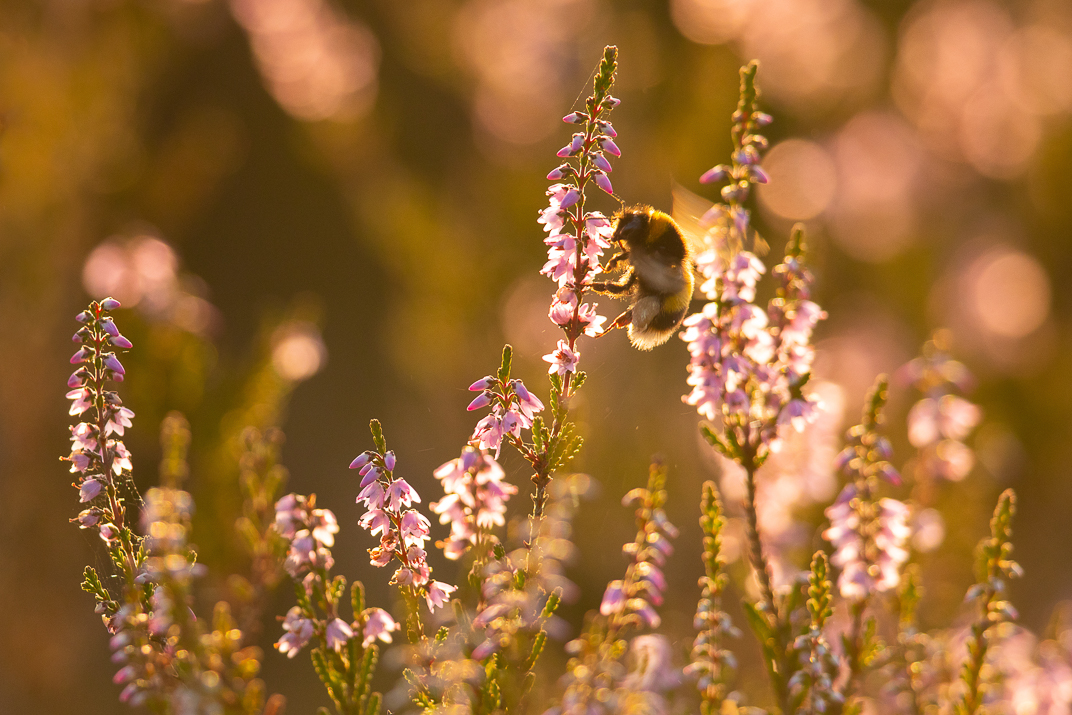 Bumblebee on heather