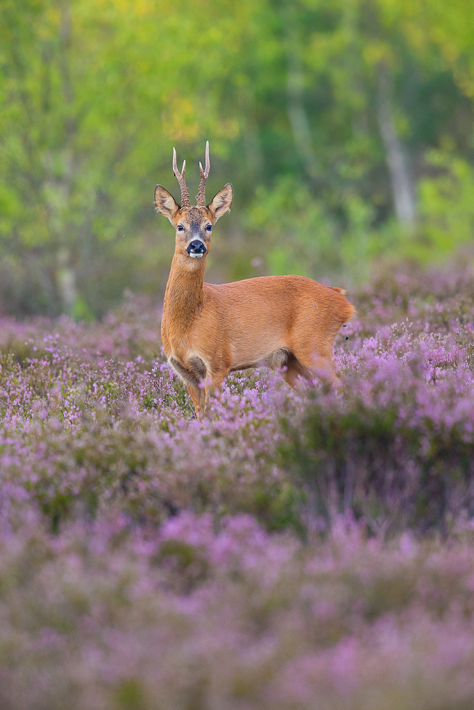 Roe deer in heather