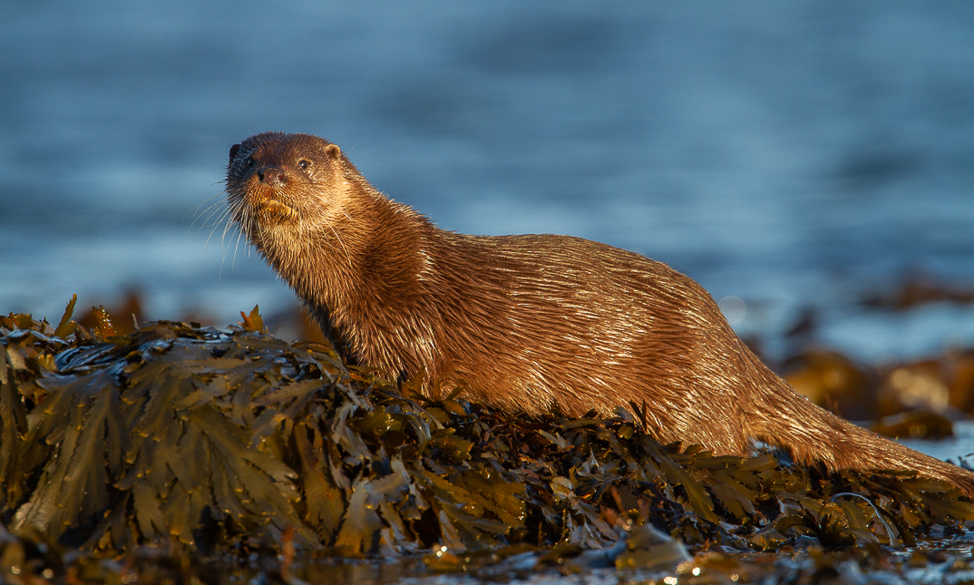 Otter on kelp. It is looking at the camera.