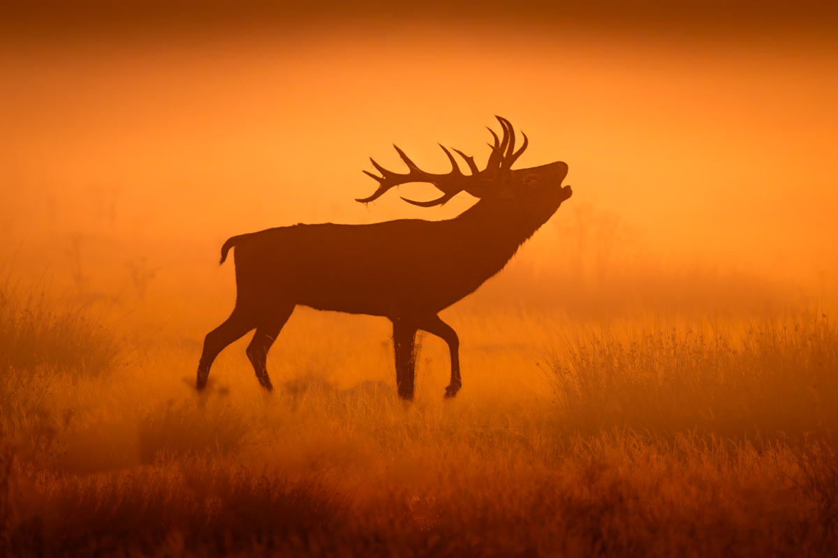 Red deer roaring