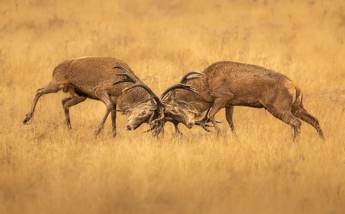 This image is here to introduce Jules Cox Wildlife Photography