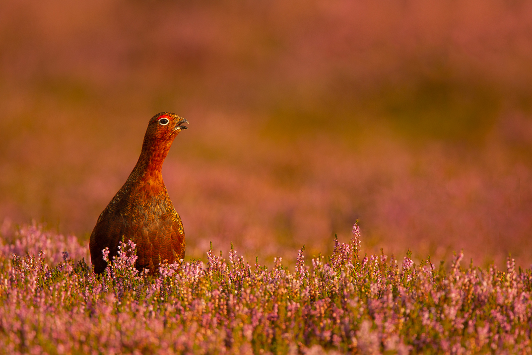 Red grouse in heather