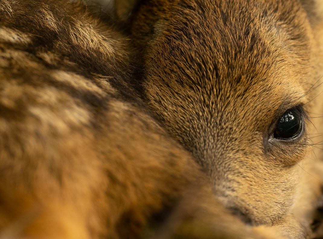 Close up of a roe deer fawn