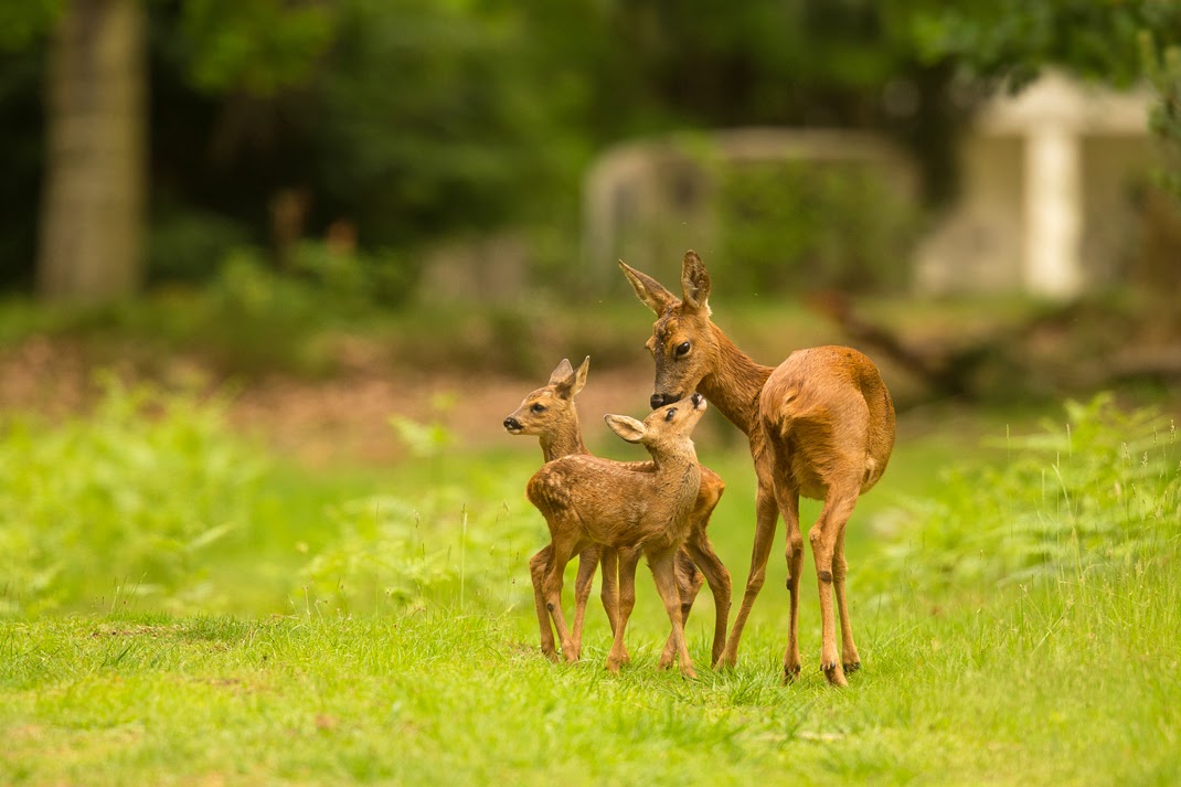 Roe deer fawns and doe