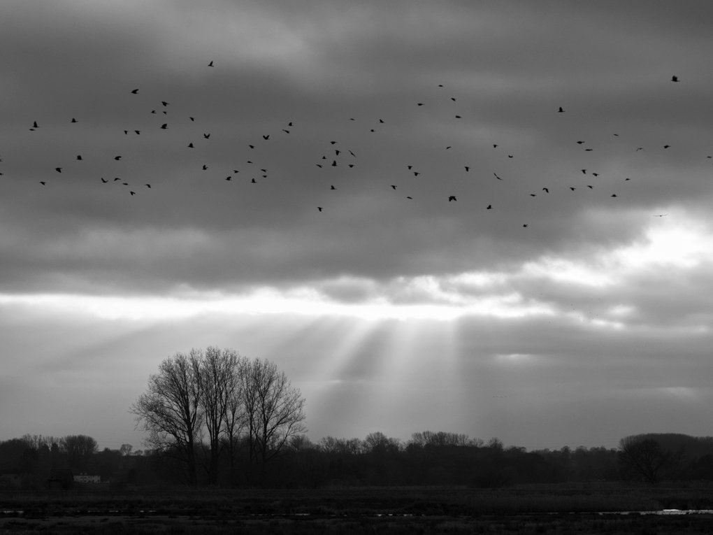 Rooks flying with sun light bursting through clouds in the background