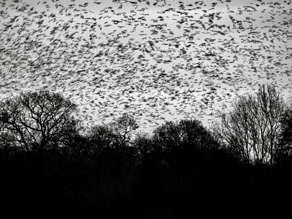 Black and white photo of trees with birds (rooks) flying above