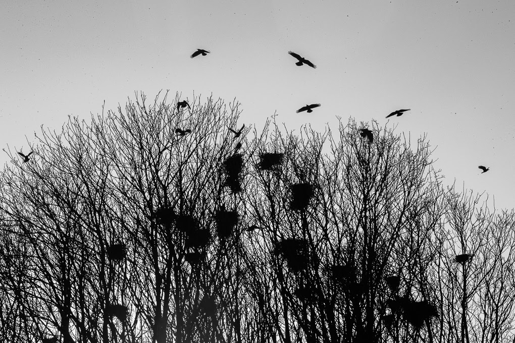 Black and white photo of a rookery with birds flying above