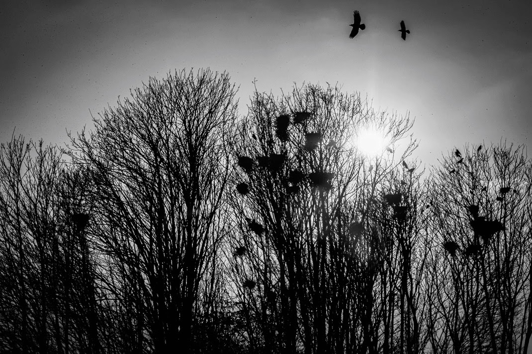 Black and white photo of a rookery with birds flying and sun piercing through the top of some trees