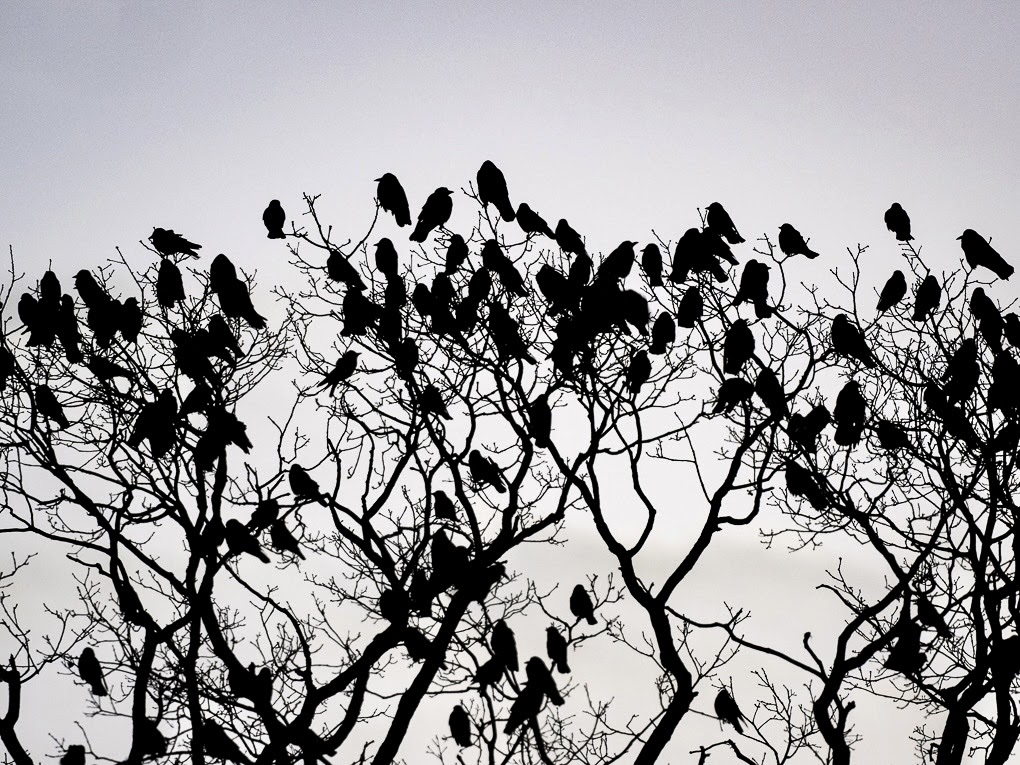 Black and white photo of lots of Rooks at the top of a tree