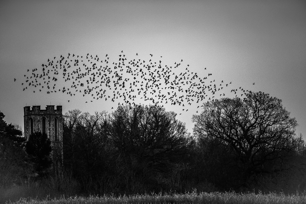 rooks flying above trees and church