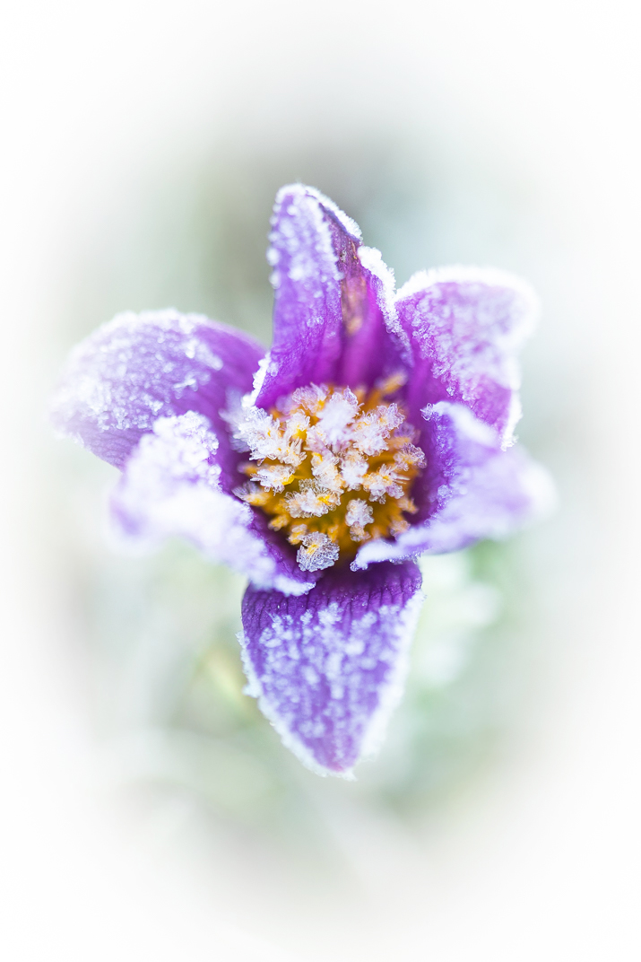Frosty Pasque flower