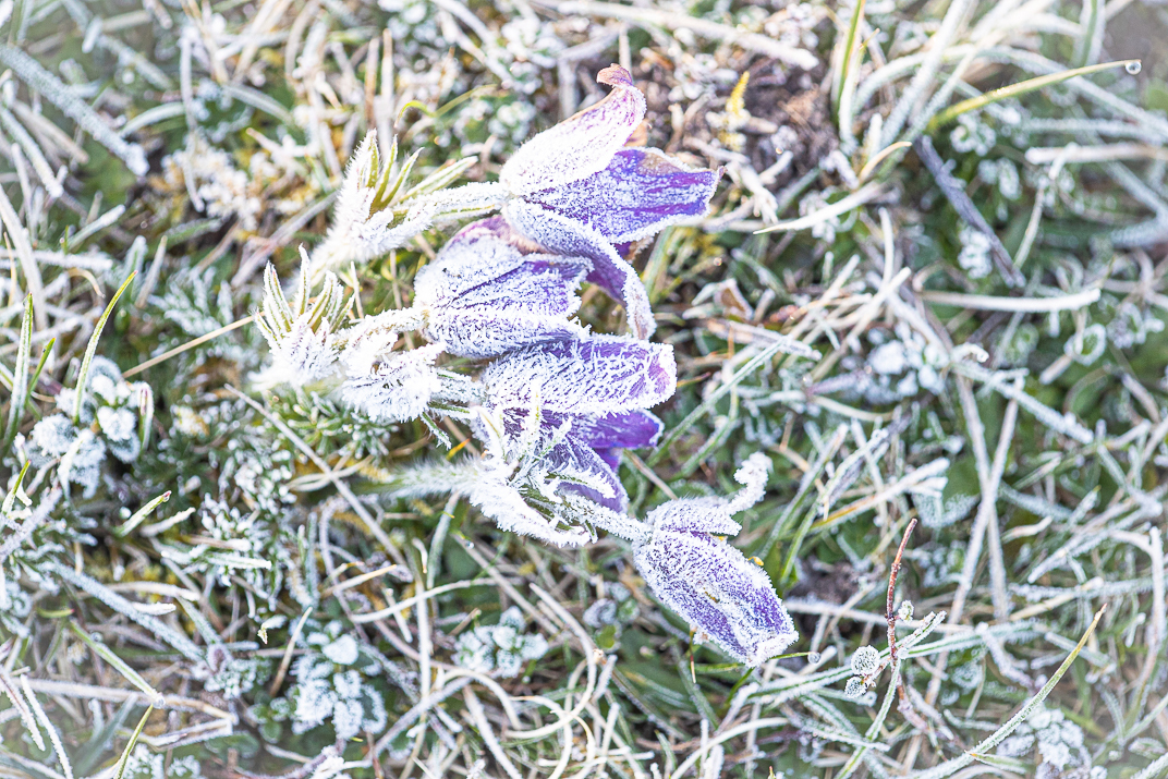 Frosty Pasque flower