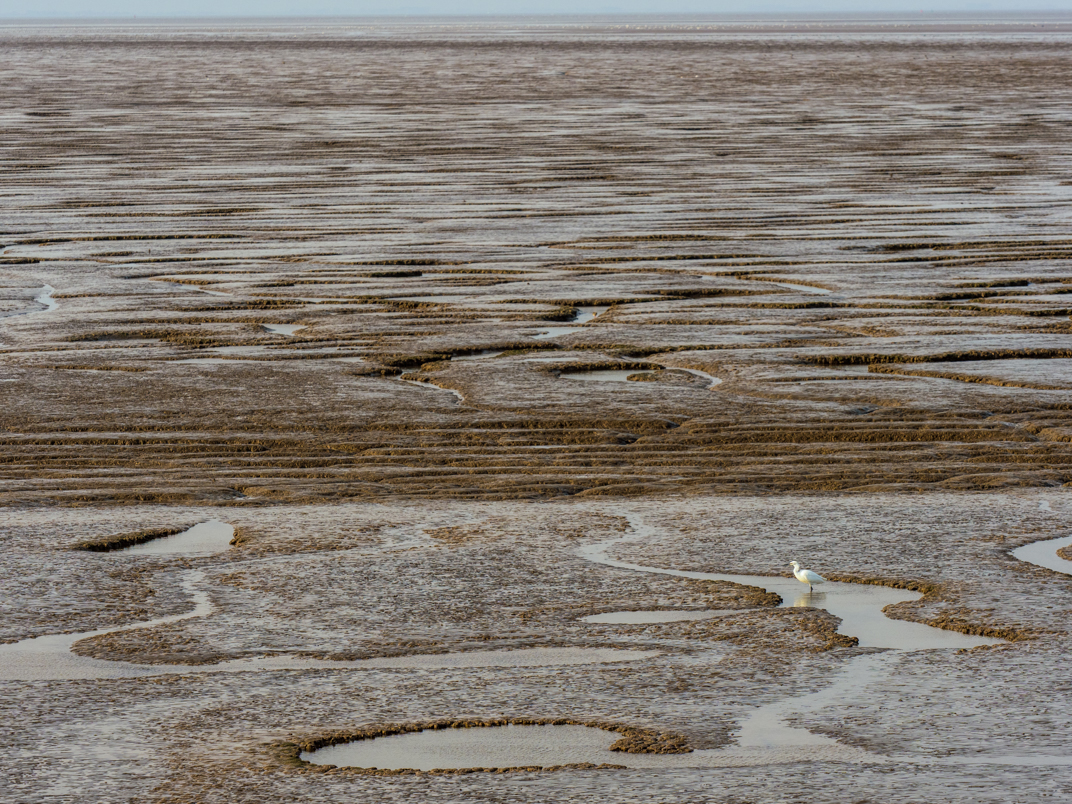 Egret in mudflat landscape