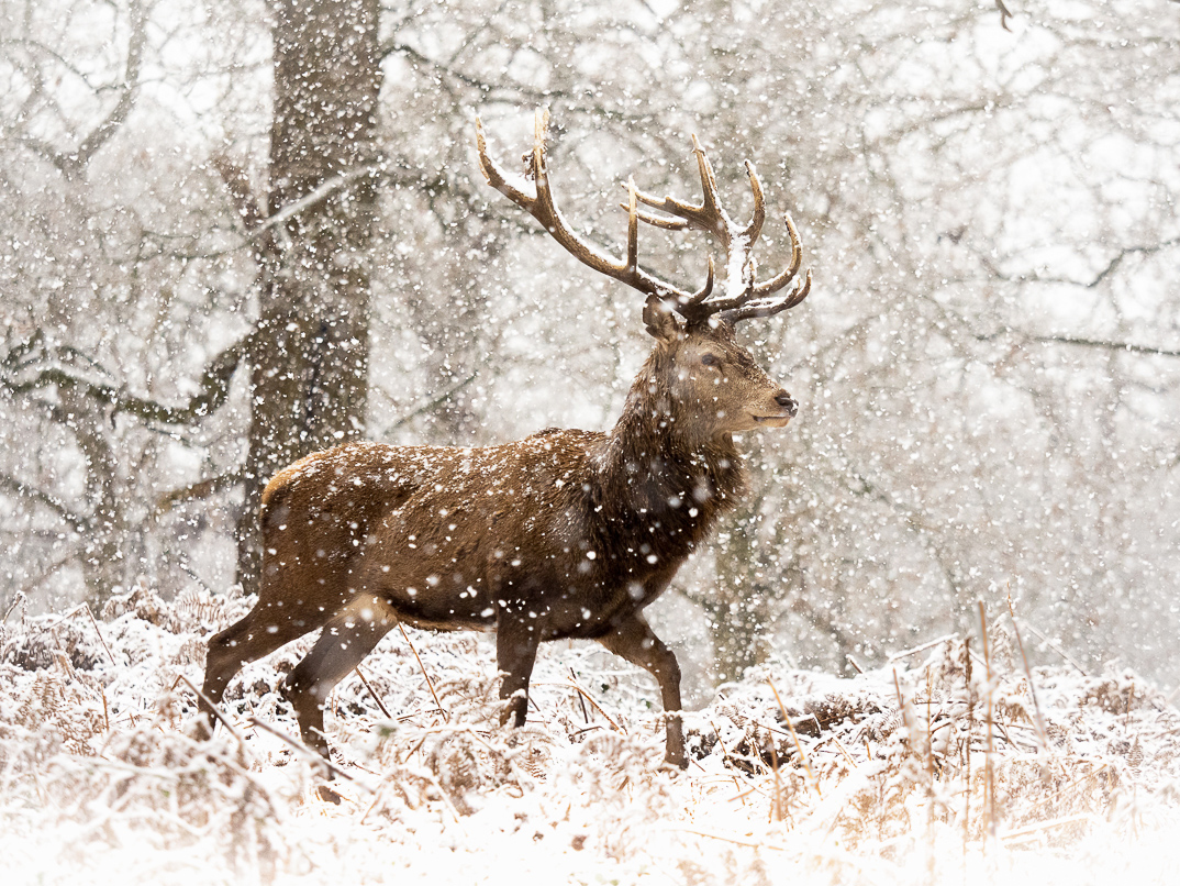 Red deer stag in snow