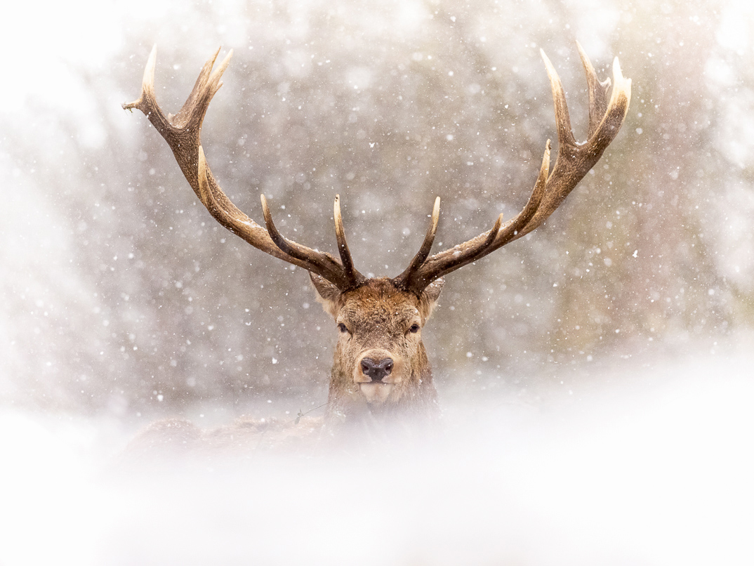 Head and antlers of a red deer stag in falling snow. The deer is facing the camera.