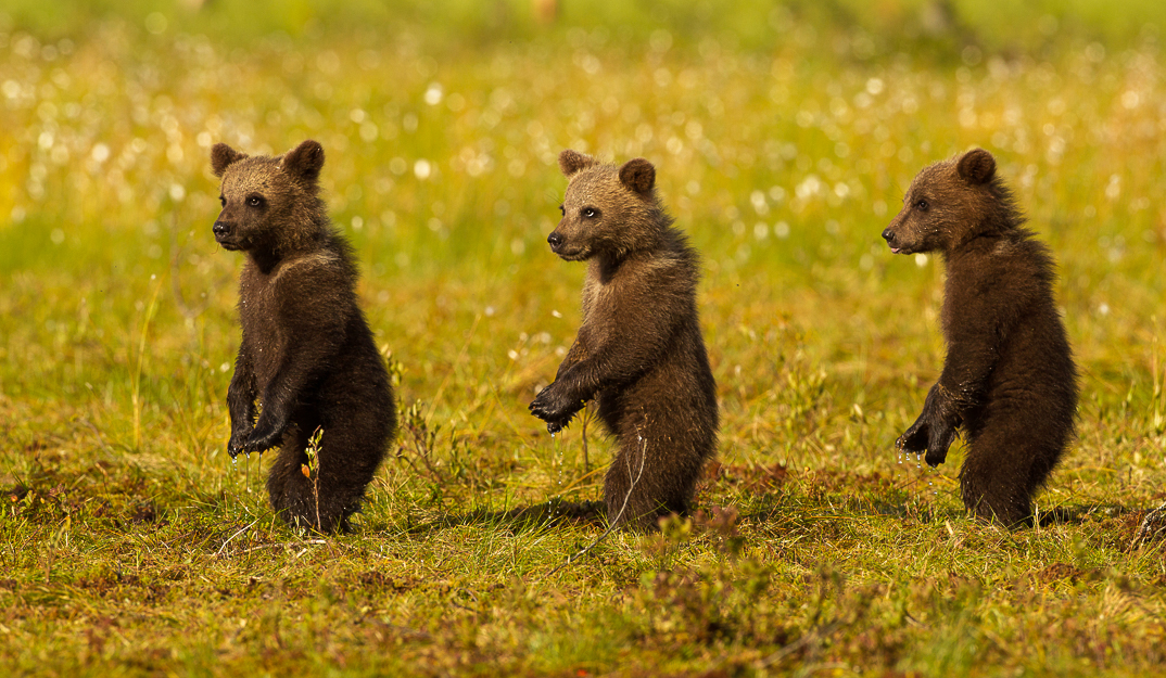 Three brown bear cubs standing up