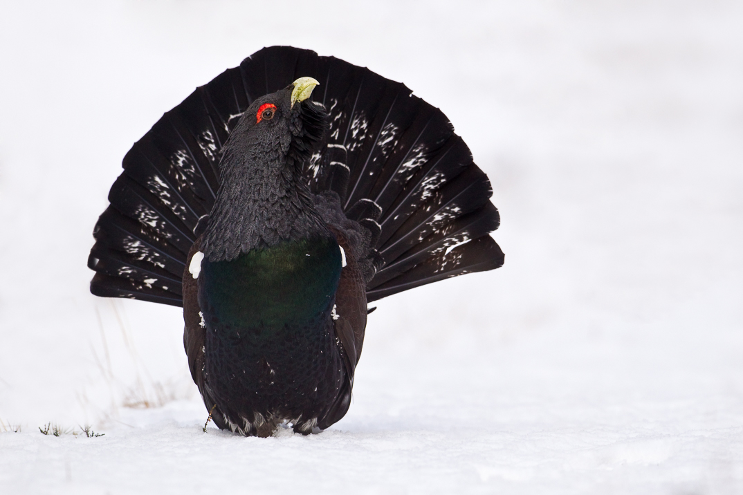 Male Capercaillie displaying in snow