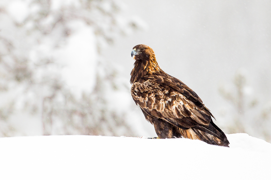 Golden eagle sitting in snow.