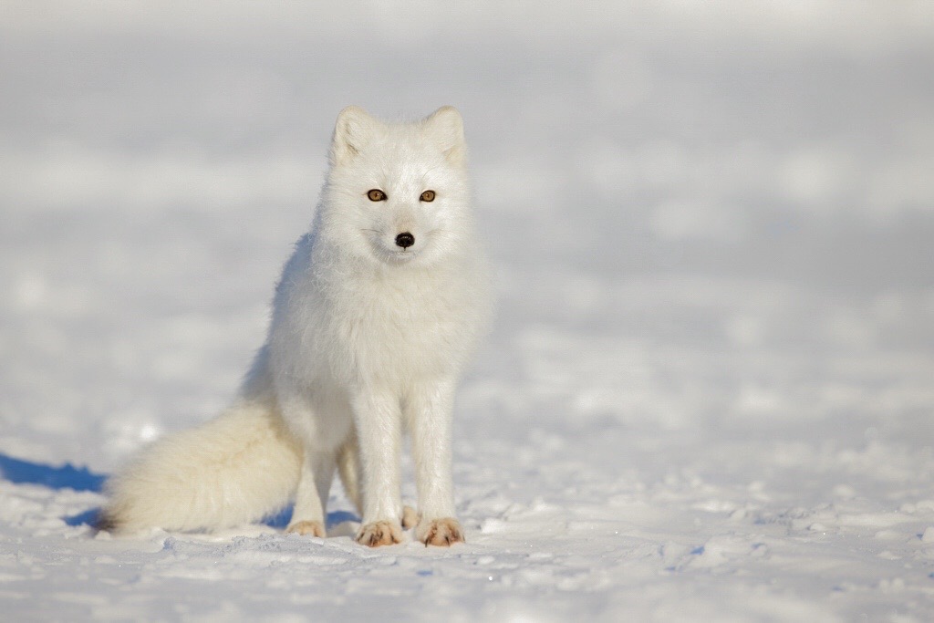 Arctic fox.