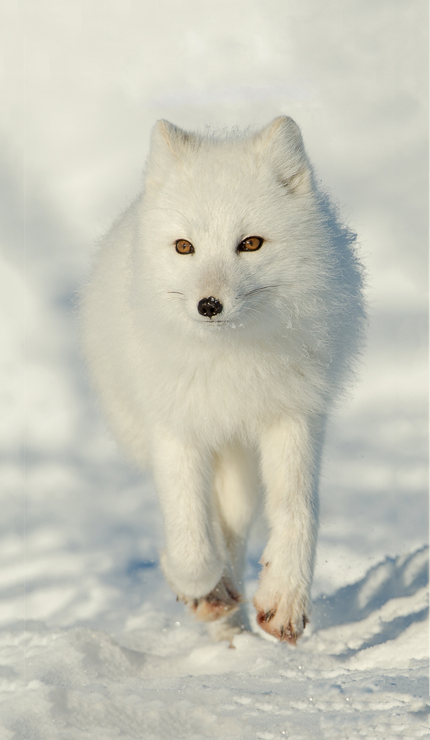 Arctic fox running head on