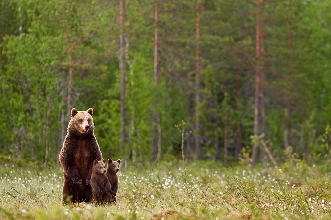 Female bear and two cubs at her feet on the left of the photo, with trees in the background