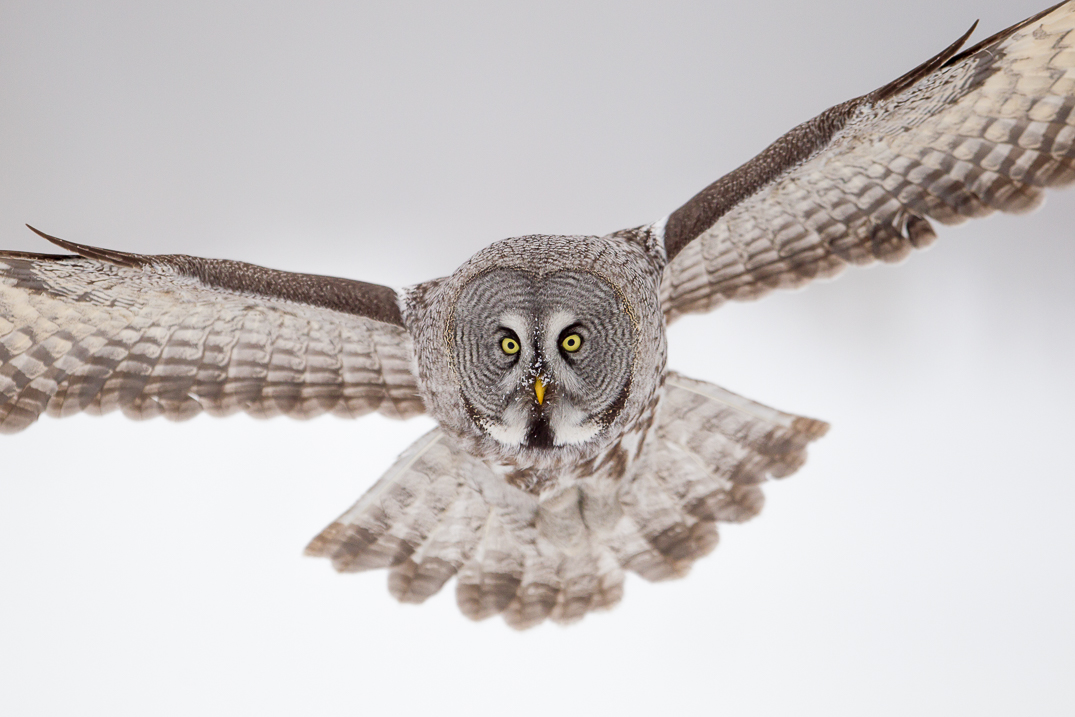 Great grey owl with wings stretched out