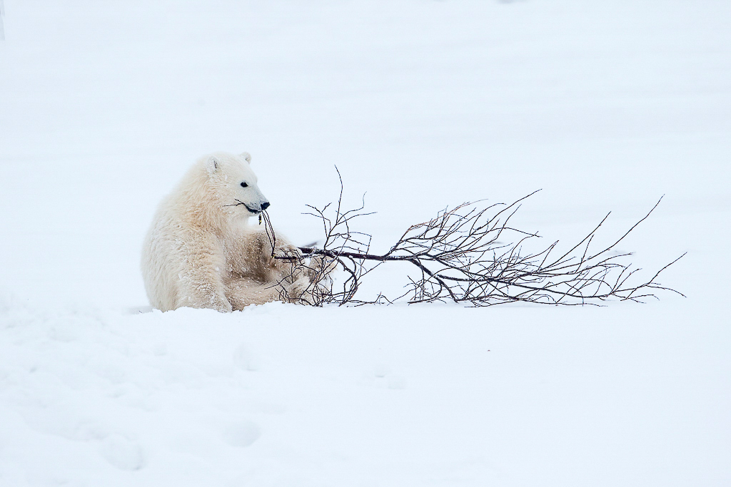 Polar bear cub playing with willow branch
