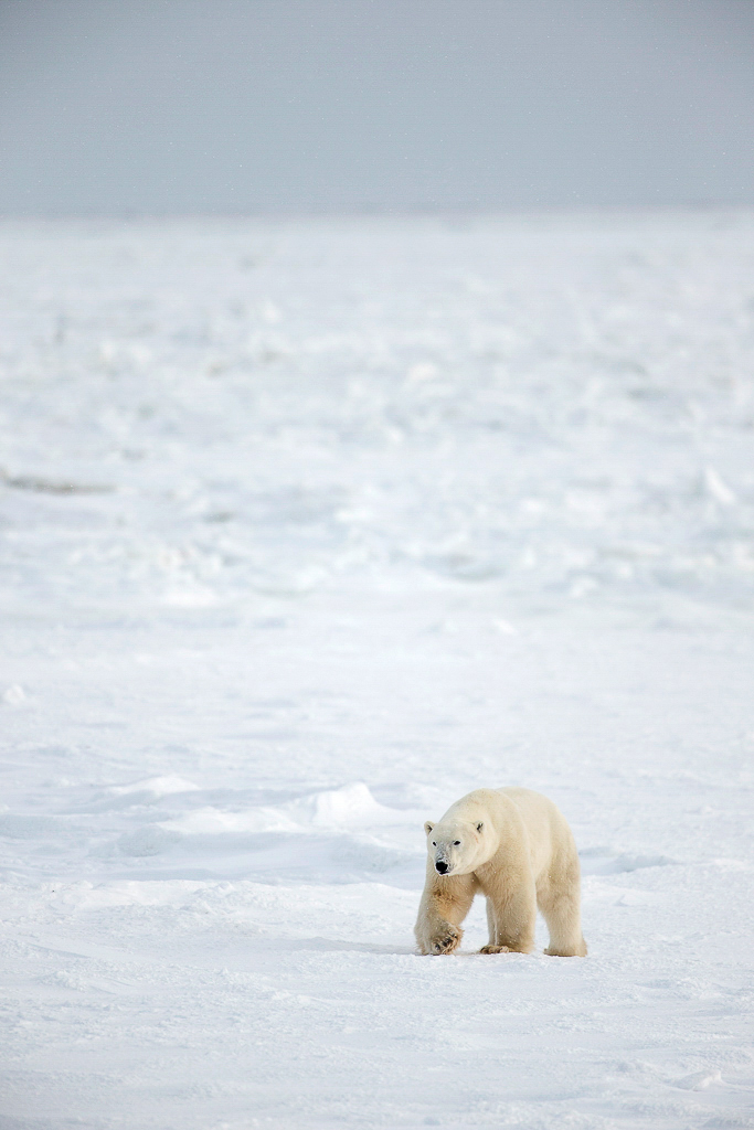 Male polar bear walking on ice. Small in frame.