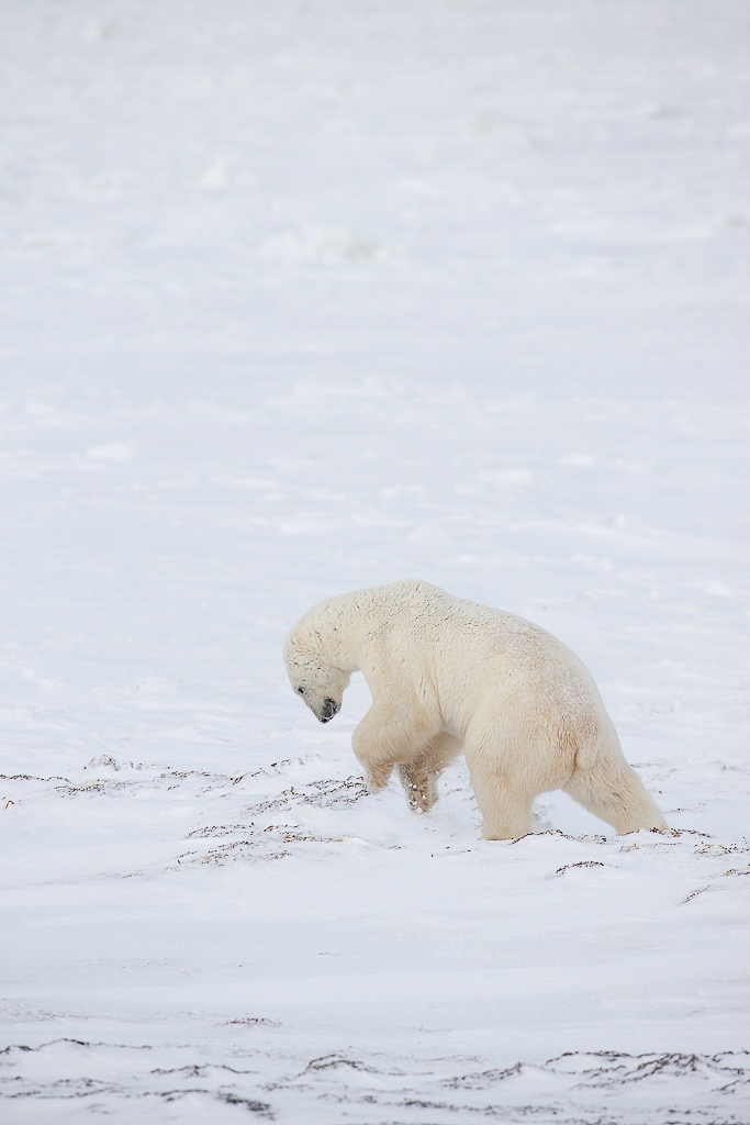 Male polar bear testing ice with raised left front paw